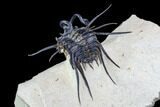 Alien Dicranurus Trilobite - Free-Standing Spines #108780-4